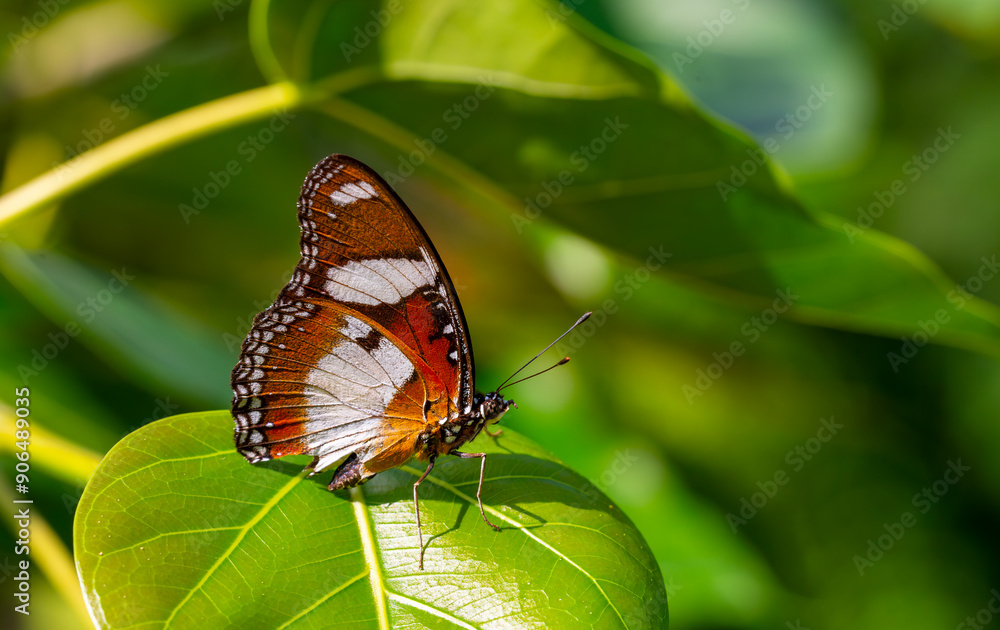 Obraz premium The beauty of the colors and pattern of a butterfly Hipolimnas Bolina