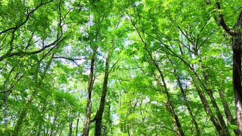 さわやかな森林　木漏れ日　太陽の光　鮮やかな緑