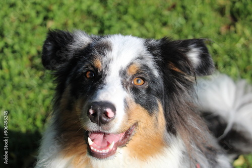 Australian Shepherd running on grass closeup