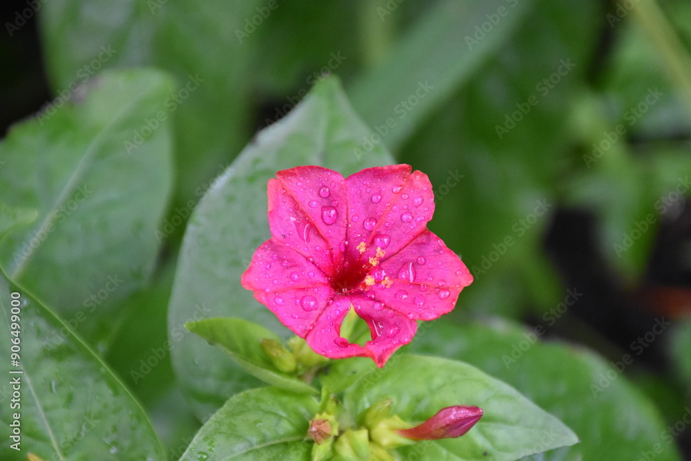 Evening Radiance: Mirabilis Flowers in Full Bloom
Evening Radiance: Mirabilis Flowers in Full Bloom