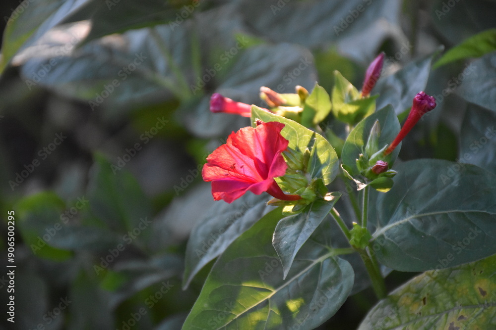 Evening Radiance: Mirabilis Flowers in Full Bloom
Evening Radiance: Mirabilis Flowers in Full Bloom