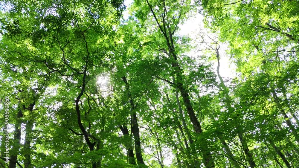 さわやかな森林 木漏れ日 グリーンイメージ 移動撮影 環境 自然 風景 さわやかな森林 木漏れ日 グリーンイメージ 移動撮影 環境 自然 風景