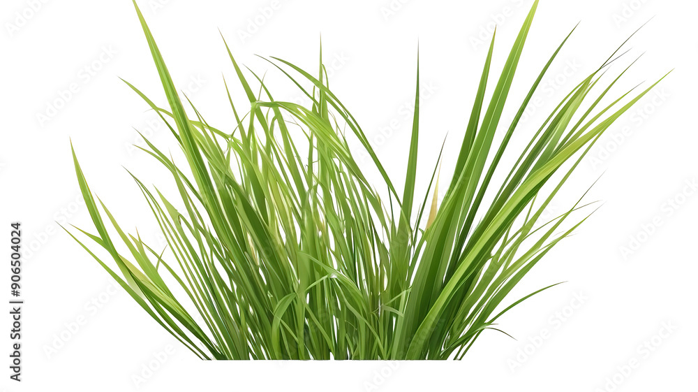 Obraz premium Green grass and flowers group, isolated transparent background.