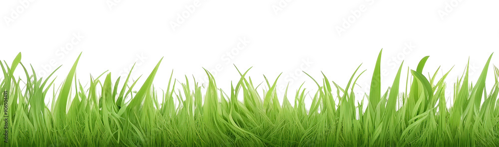 Longitudinal view of clump of green grass summer plants, isolated transparent background Longitudinal view of clump of green grass summer plants, isolated transparent background