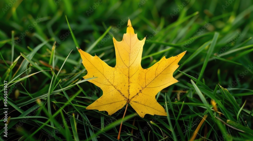 Yellow leaf on a background of green grass Yellow leaf on a background of green grass