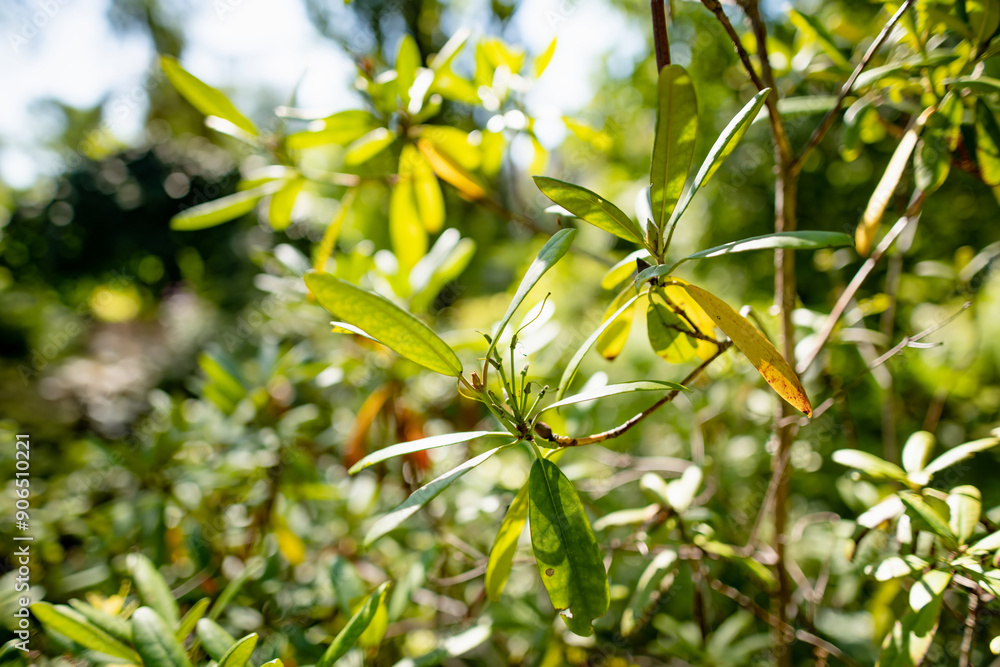 Obraz premium Different species of plants and flowers in botanical garden of Tartu, Estonia