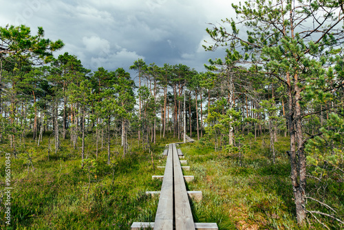 Seli Bog, dotted with pine trees, hollows and pools, located in Jarva county, Estonia. Unique wetland ecosystem supports diverse wildlife and is a home to unique plants and animals photo