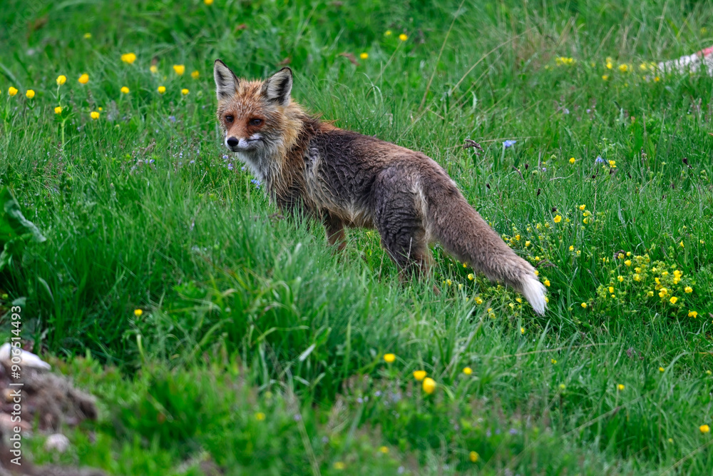 Obraz premium Rotfuchs // Red fox (Vulpes vulpes) - Biogradska Gora National Park, Montenegro