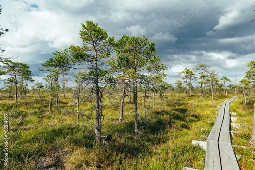 Seli Bog, dotted with pine trees, hollows and pools, located in Jarva county, Estonia. Unique wetland ecosystem supports diverse wildlife and is a home to unique plants and animals photo