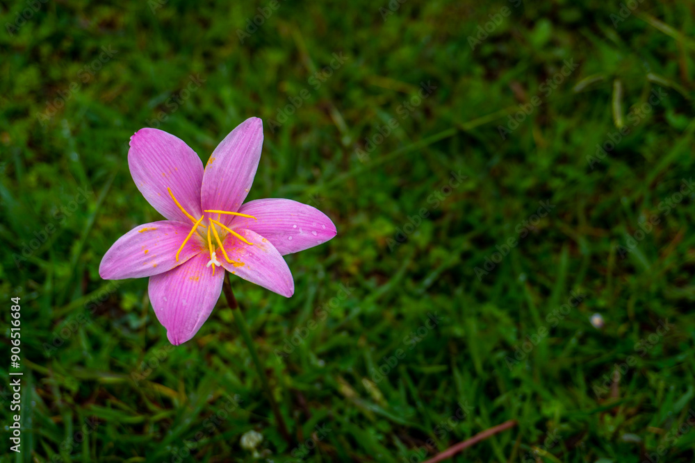 Zephyranthes rosea, also known as Cuban zephyr lily, rosy rain lily, rose fairy lily, or pink rain lily, blooming in an organic garden in India. Zephyranthes rosea, also known as Cuban zephyr lily, rosy rain lily, rose fairy lily, or pink rain lily, blooming in an organic garden in India.