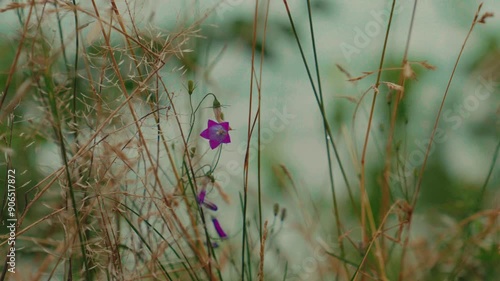 Purple Campanella bell, a purple flower wobbles in the wind among the grass. photo