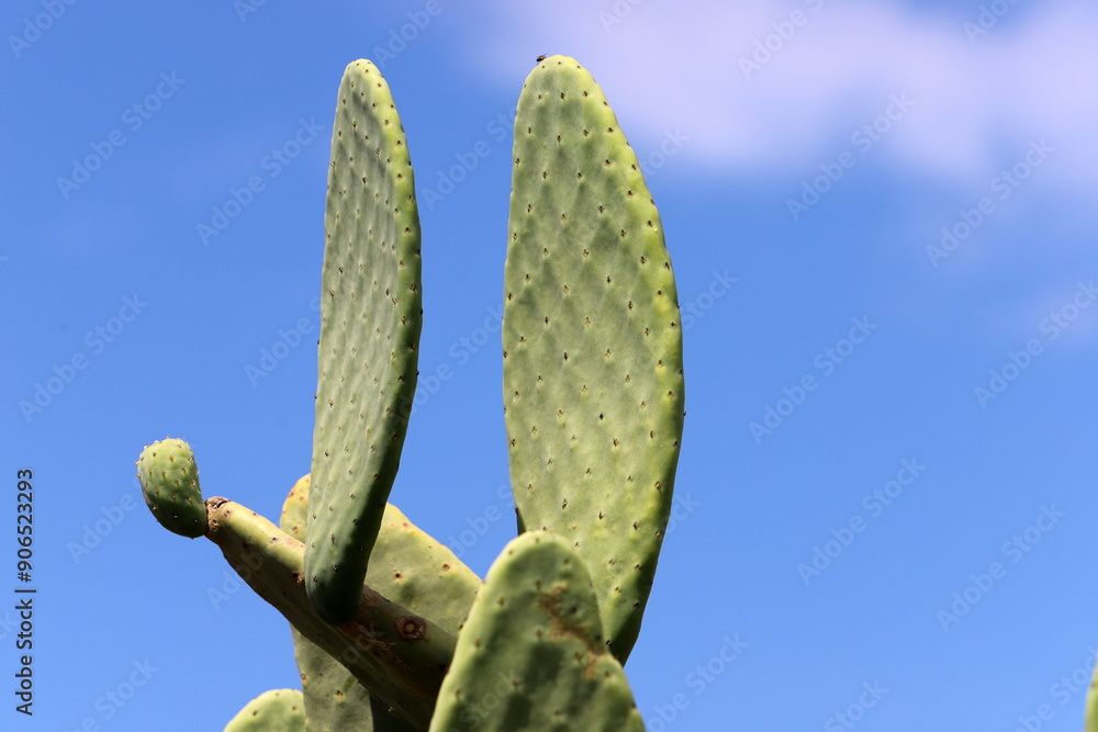 A large and prickly cactus grows in a city park A large and prickly cactus grows in a city park