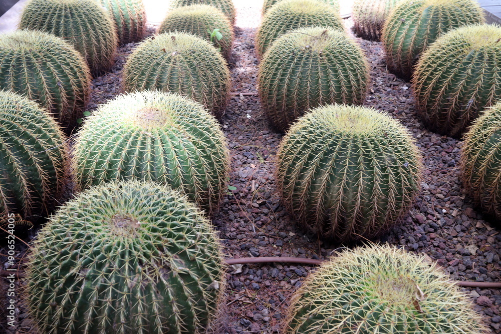 A large and prickly cactus grows in a city park A large and prickly cactus grows in a city park