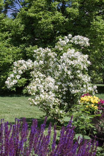 White jasmine in the summer garden. Close-up. Location vertical.