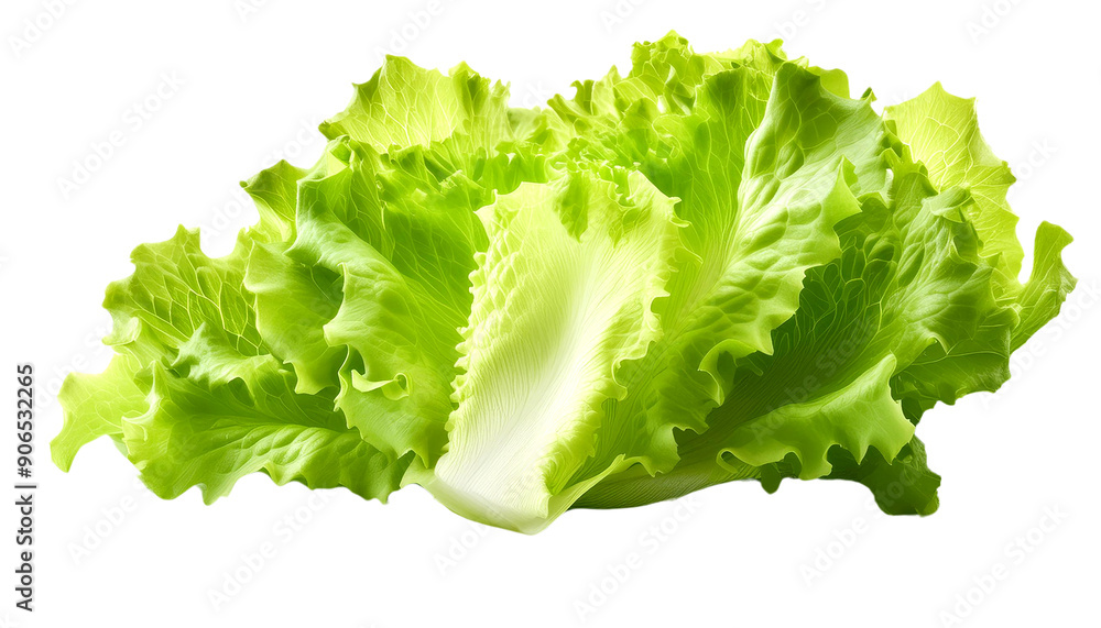 Fresh green lettuce with crisp leaves ideal for salads, healthy meals, and garnishes, showcasing vibrant color and texture. Fresh green lettuce with crisp leaves ideal for salads, healthy meals, and garnishes, showcasing vibrant color and texture.