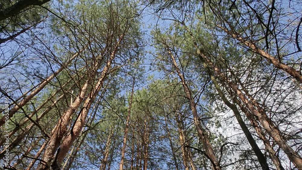 Empty pine green forest in the afternoon. Coniferous trees, fresh air, close-up. Forest conservation. Earth Day. Nobody. Nature landscape. Empty pine green forest in the afternoon. Coniferous trees, fresh air, close-up. Forest conservation. Earth Day. Nobody. Nature landscape.