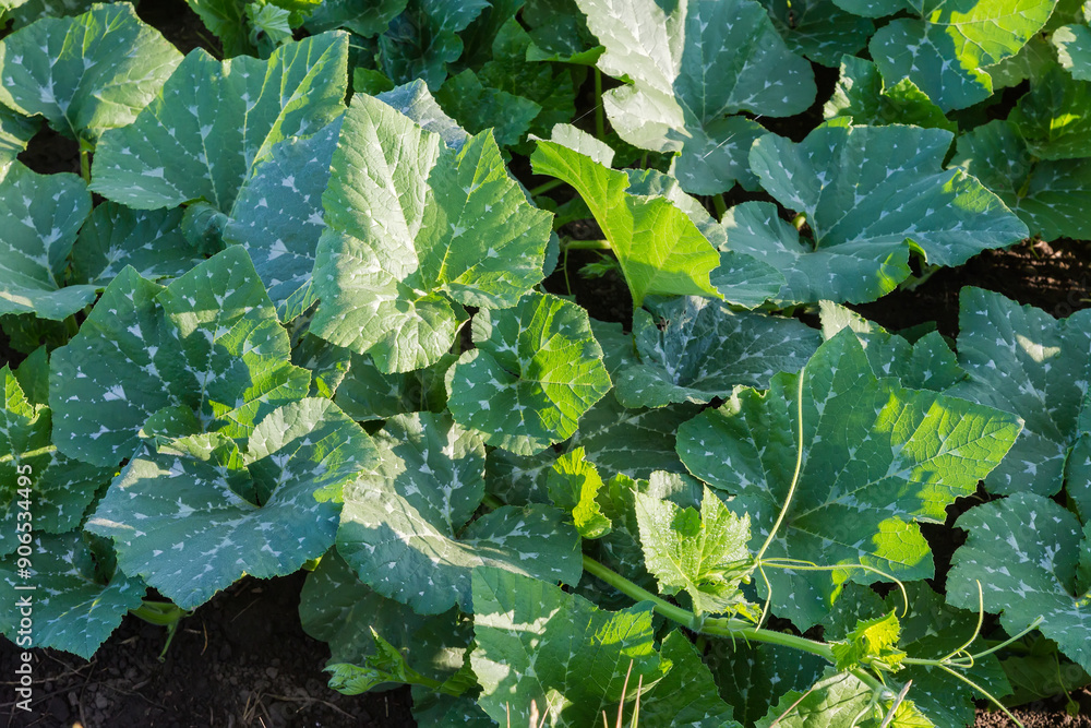 Pumpkin stems with spotted leaves on field in sunny morning Pumpkin stems with spotted leaves on field in sunny morning