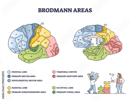 Brodmann areas as anatomical brain region zones of the cerebral cortex outline diagram, transparent background.