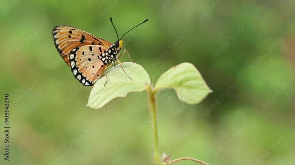 butterfly on leaf butterfly on leaf