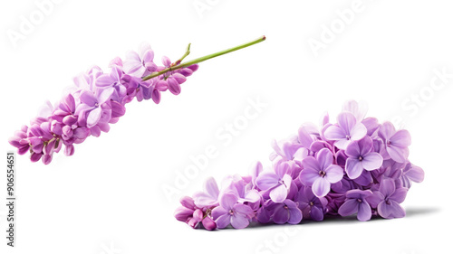 Falling lilac flower isolated on transparent background photo