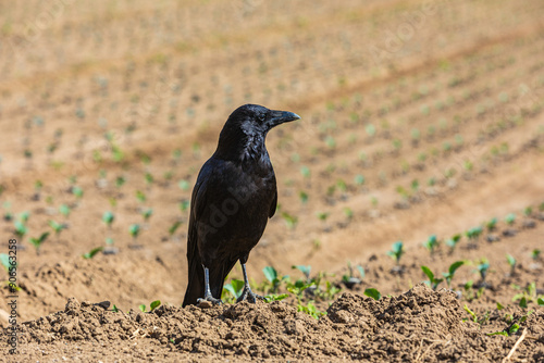 crow sitting on a field with bedding plants