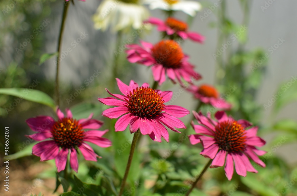 ピンク色のエキナセア