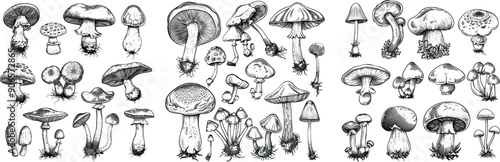 Ink sketch of mushrooms. Fresh mushrooms  . Isolated vegetarian food elements, gourmet forest elements.