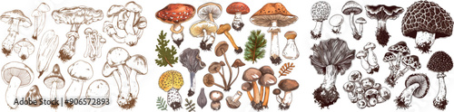 An edible sketch vegetable illustration of forest mushrooms. Vintage plants, engraving mushroom