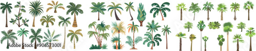 Cartoon palm trees. Summer coco palms, jungle coconuts. Spring beach plants.