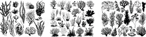 Isolated ocean seaweeds, aquarium decorations. Corals, sea algae and clam  in modern set.