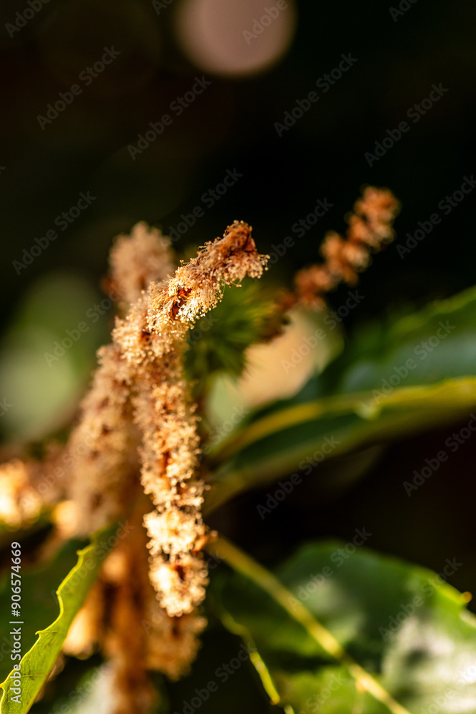 Fototapeta premium Castanea sativa pertenece a la familia de Fagaceae.