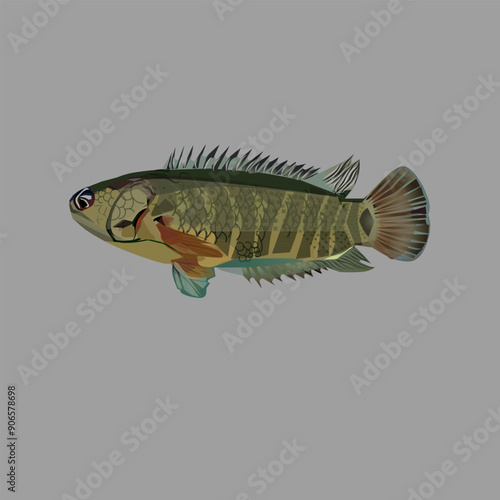 Anabas testudineus fish vector design, with attractive colors for children's book covers or clothing logos and others photo