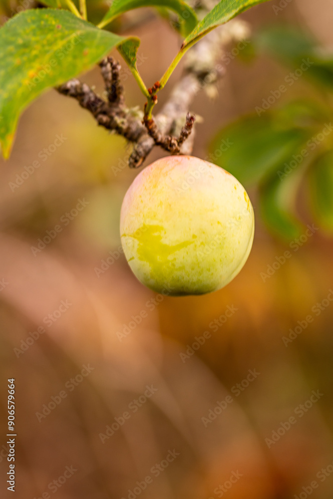 Prunus domestica pertenece a la familia de Rosaceae. Prunus domestica pertenece a la familia de Rosaceae.