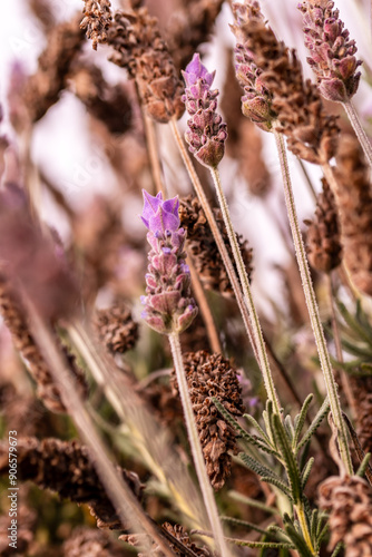 Lavandula dentata pertenece a la familia de Lamiaceae. photo