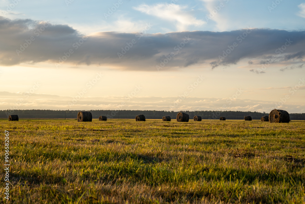 Fototapeta premium Rolls of hay. Beautiful landscape agricultural field of straw rolled into bales. 