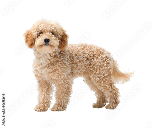 Cute Poodle dog looking at camera