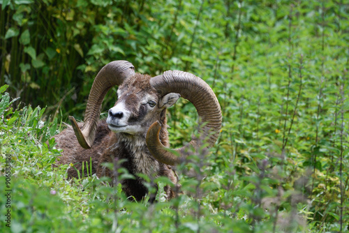 Close-up of a mouflon among the vegetation