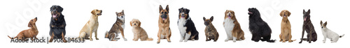 Photography Different dogs sitting on white background