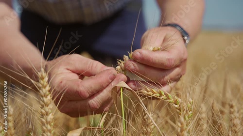 Farmer inspecting wheat grain with his hands while standing in his crops photo