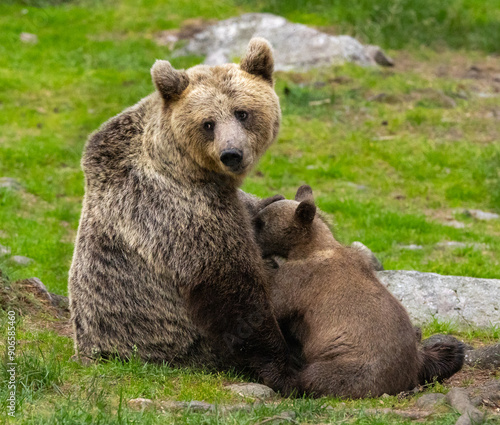 Eurasian brown bear - Ursus arctos arctos