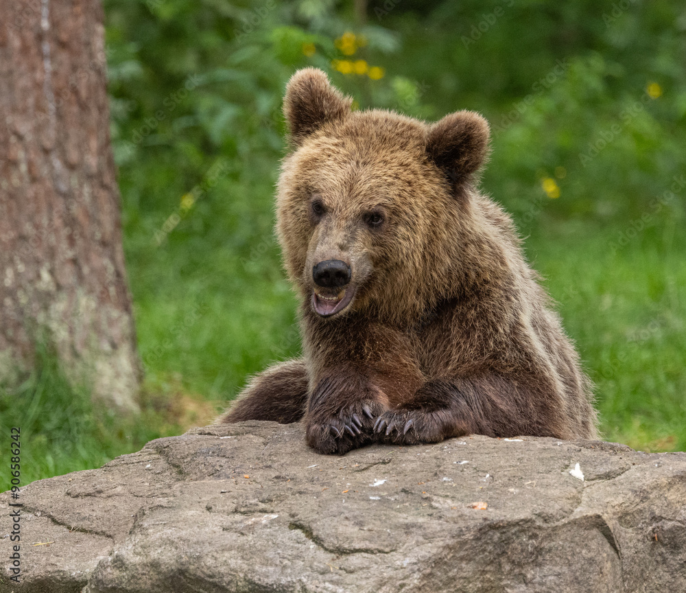 Eurasian brown bear - Ursus arctos arctos Eurasian brown bear - Ursus arctos arctos