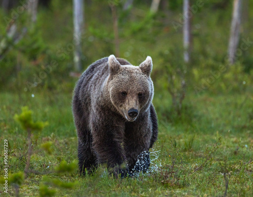 Eurasian Brown Bear - Ursus arctos arctos photo