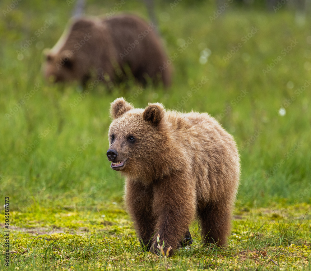 Eurasian Brown Bear - Ursus arctos arctos Eurasian Brown Bear - Ursus arctos arctos