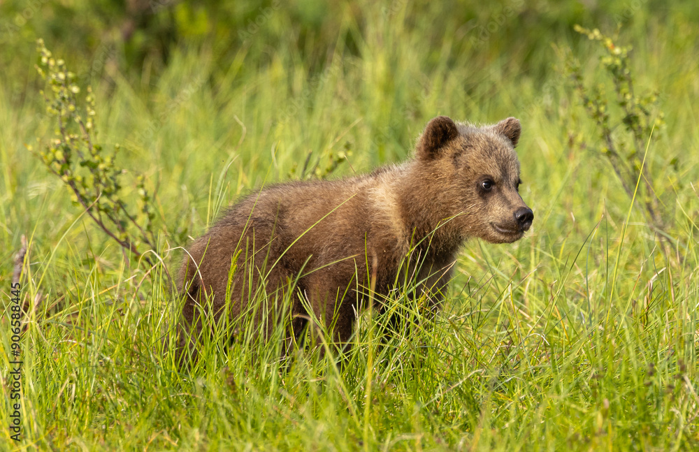 Fototapeta premium Eurasian Brown Bear - Ursus arctos arctos
