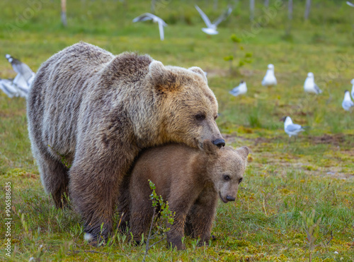 Eurasian Brown Bear - Ursus arctos arctos photo