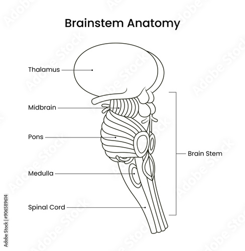 Diagram of Brainstem Anatomy Line Art