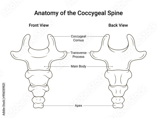Anatomy of the Coccygeal Spine Simple Design