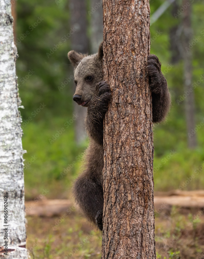 Obraz premium Eurasian brown bear - Ursus arctos arctos