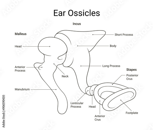 Ear Ossicles Anatomy Line Style