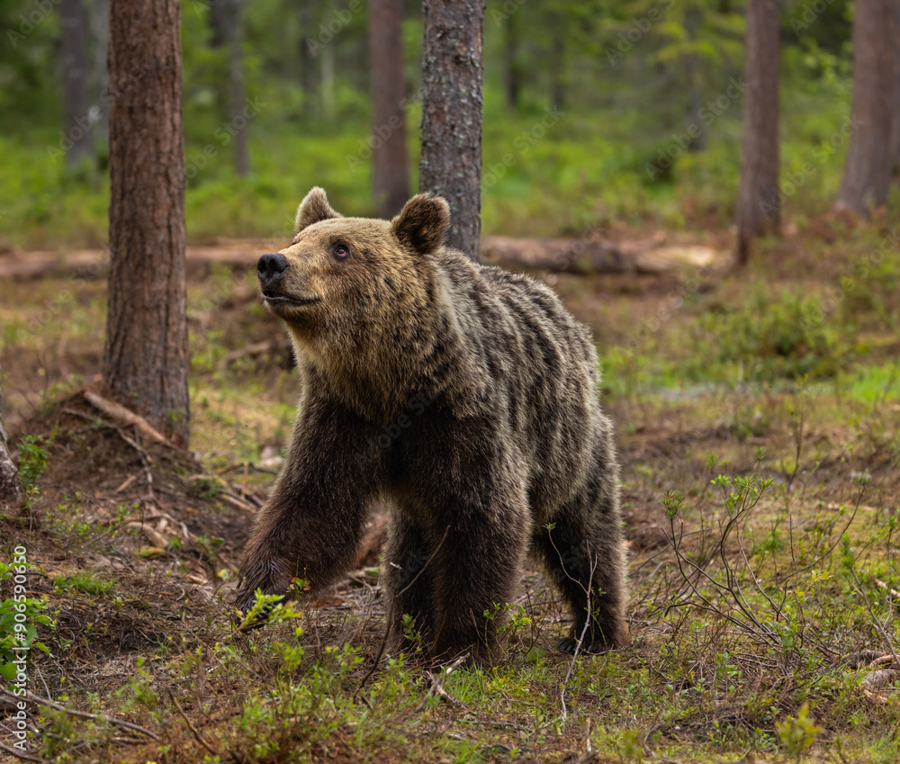 Eurasian brown bear - Ursus arctos arctos Eurasian brown bear - Ursus arctos arctos